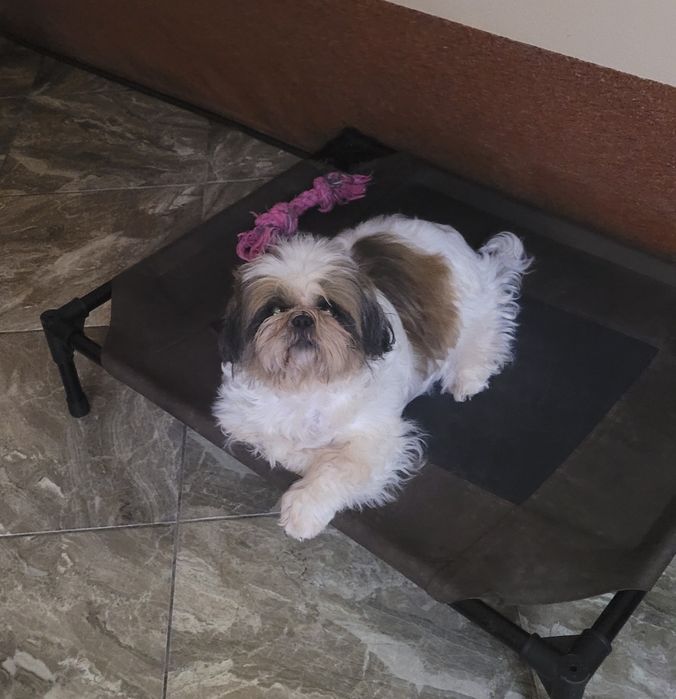 Замечательная девочка ши-тцу.