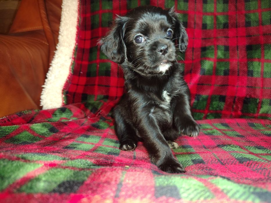 Cavapoo, cavalier King Charles spaniel & pudel toy, sunia