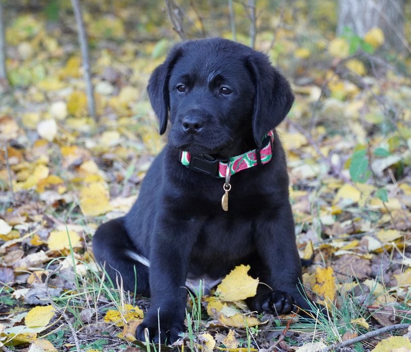 Labrador retriever -czarny piesek ZKwP/FC - gotowy do odbioru.