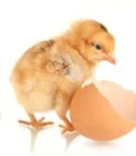 Кури,циплята, Бройлер,качки,гуси