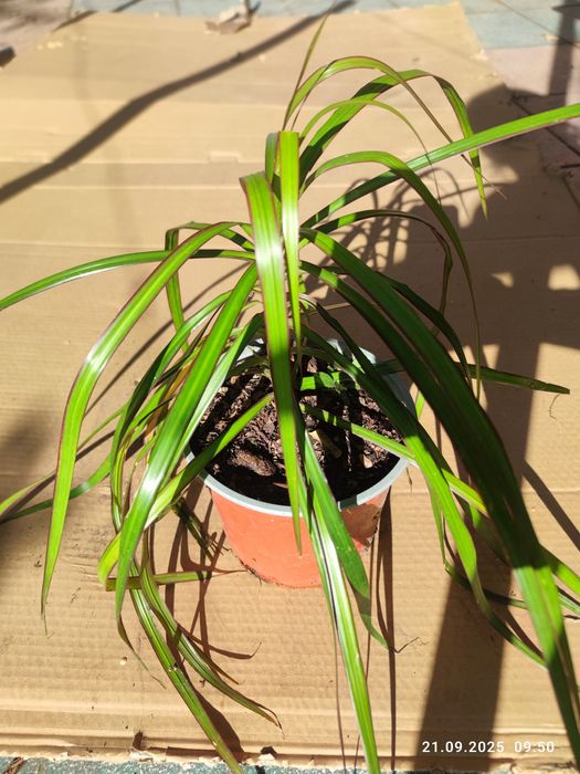 Doniczkowa roślina dracena
