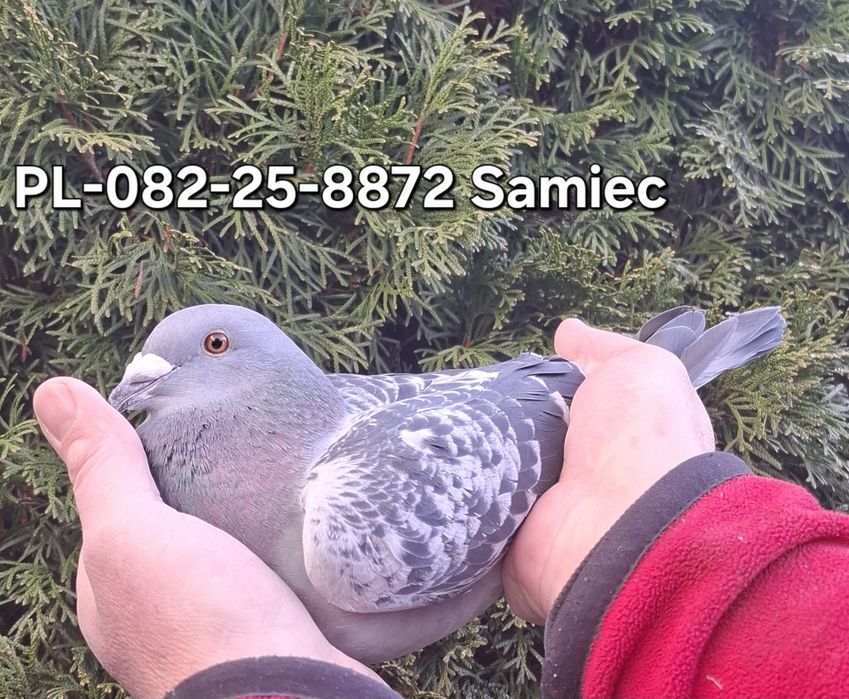 Gołąb Kruger x Verkerk x Koppman " Mighty Man "