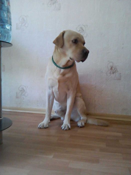 Вязка . Мальчик для девочки.