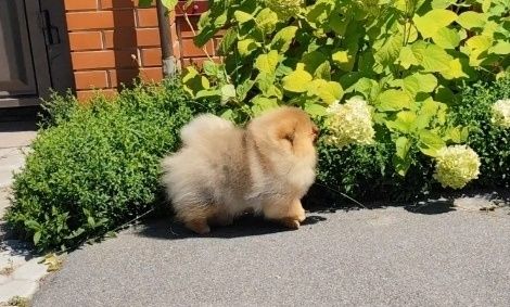 Хлопчик 7 місяців, без браку, КСУ