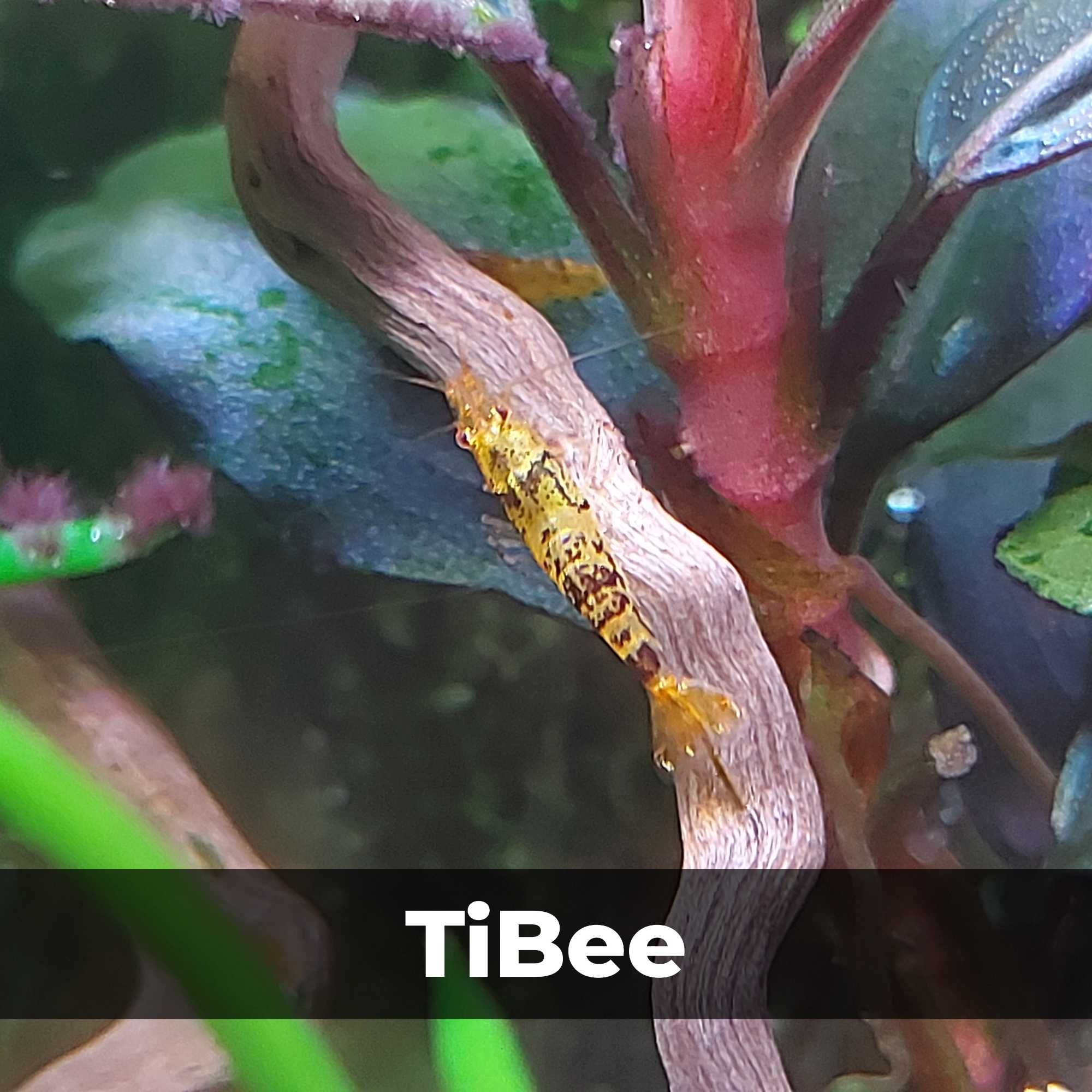 Аквариумные креветки Caridina TiBee