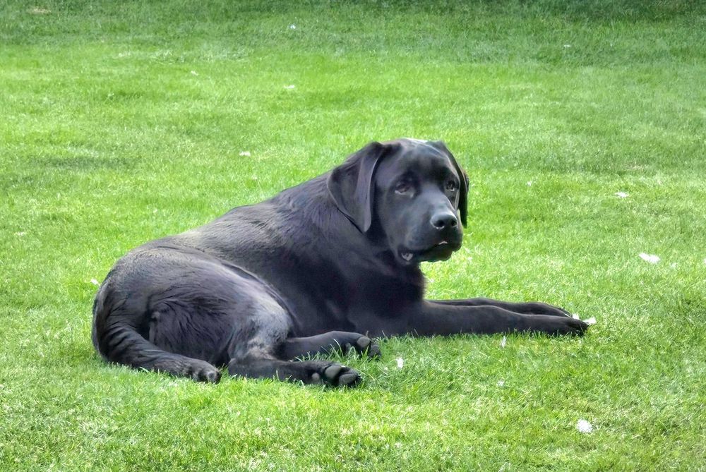 Labrador Retriever FCI Linia użytkowa