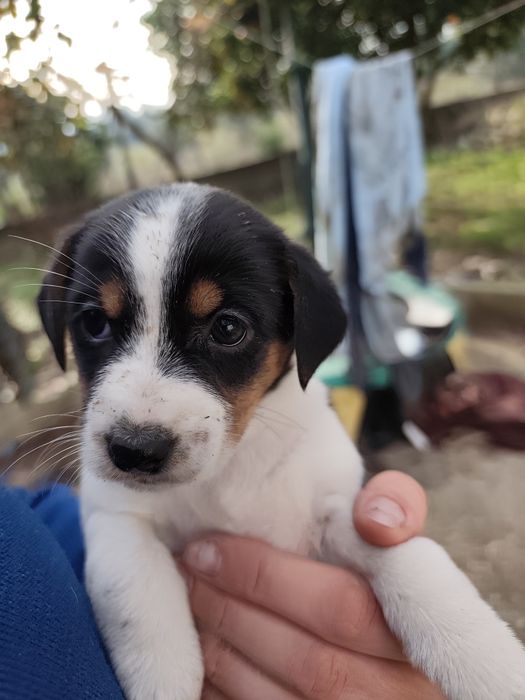 Jack Russell fêmea