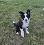 Border collie piesek z metryką ZKwP :)