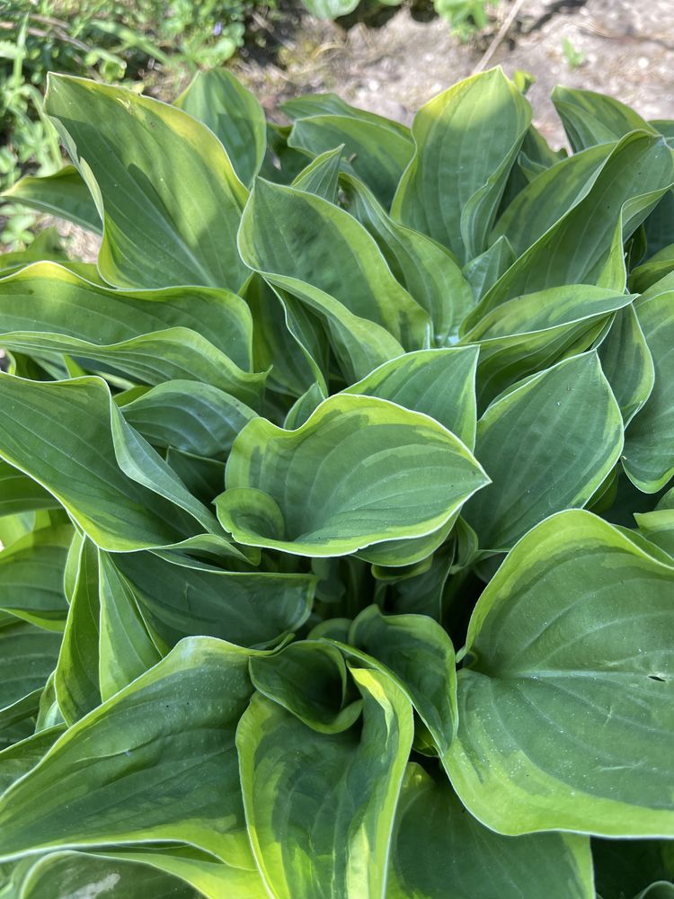Funkia ogrodowa (hosta)