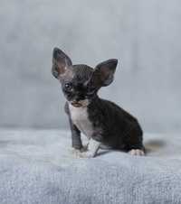 Kocurek Devon Rex z rodowodem