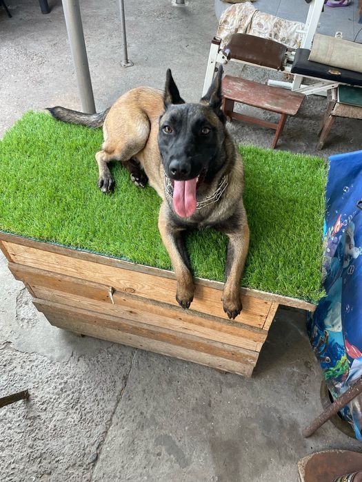 Ищем жениха бельгийской овчарки маленуа