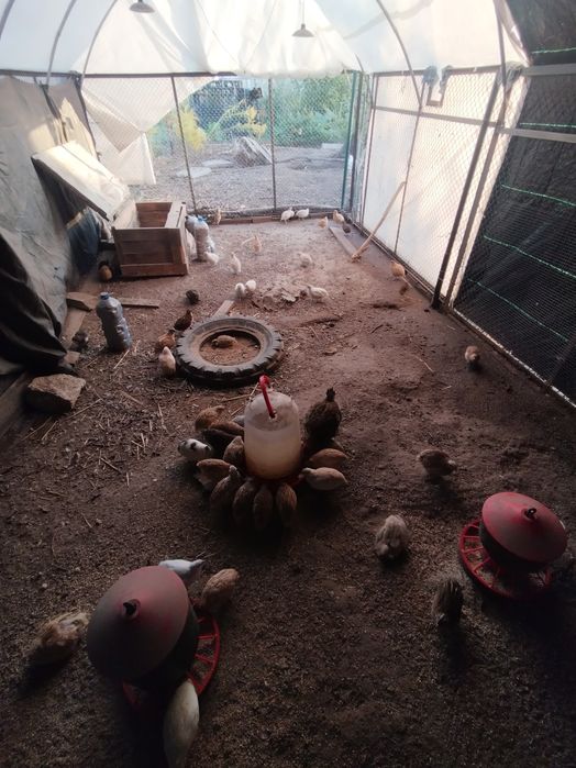 Świeże i zdrowe jaja przepiórcze