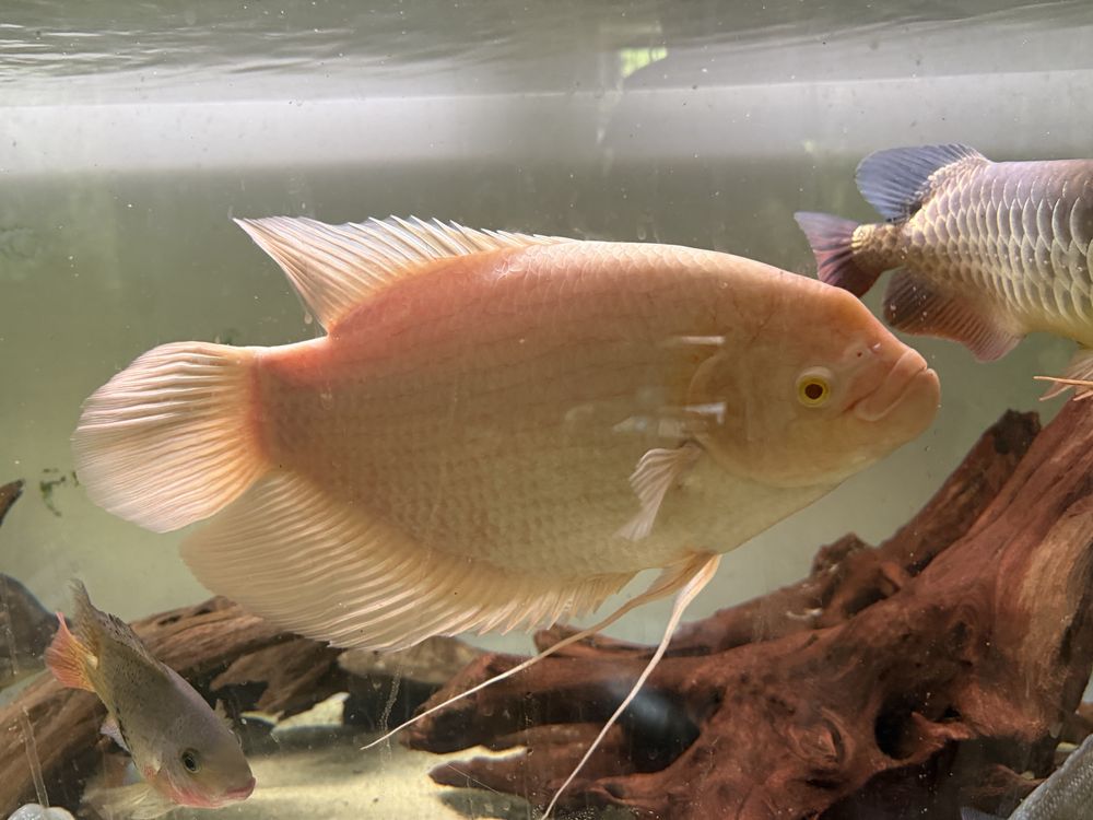 Gurami Olbrzymi albino