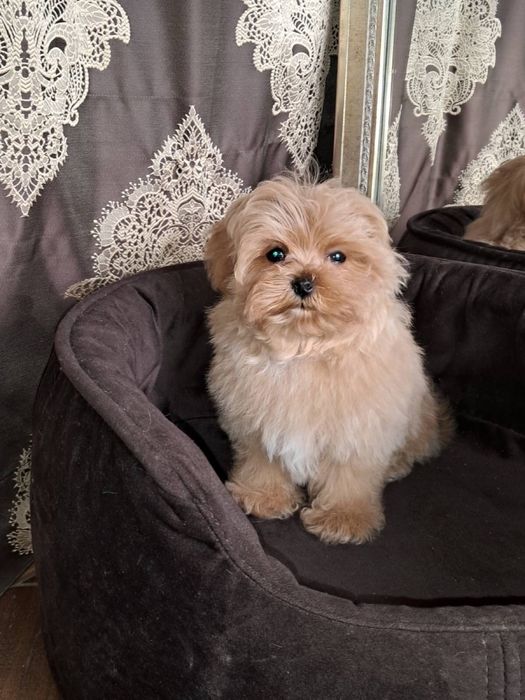 Maltipoo mini Мальчик