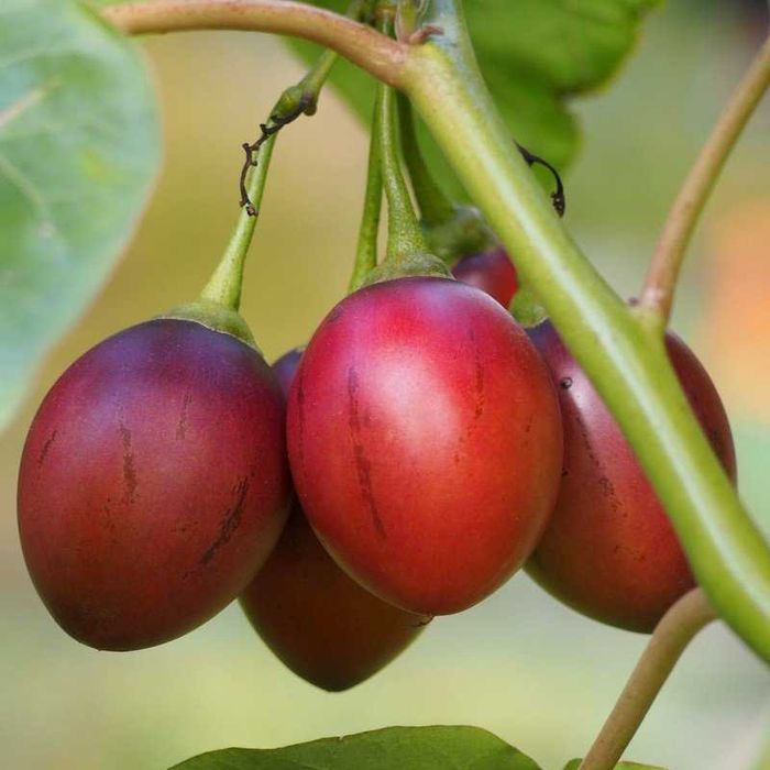 15 Sementes de Tamarilho (tomate arbóreo)