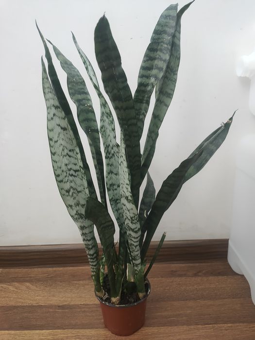 Сансевиерия тещин язык щучий хвост