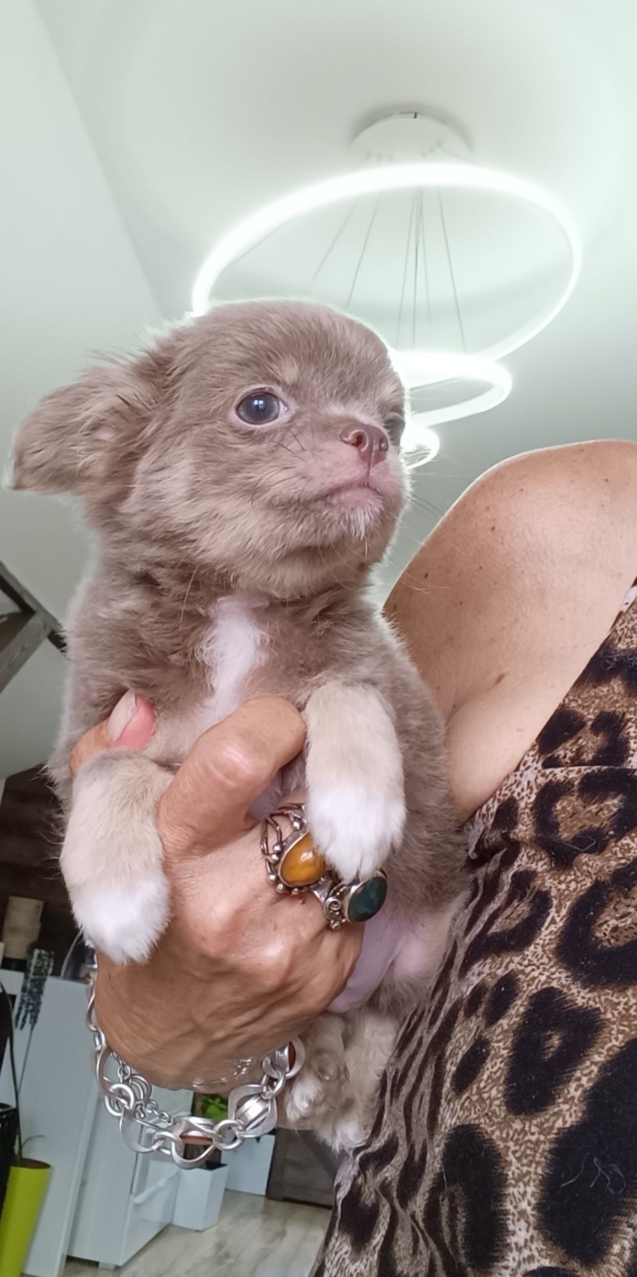 *** Gotowy Do Odbioru *** Śliczny Liliowy Chłopczyk Chihuahua ***