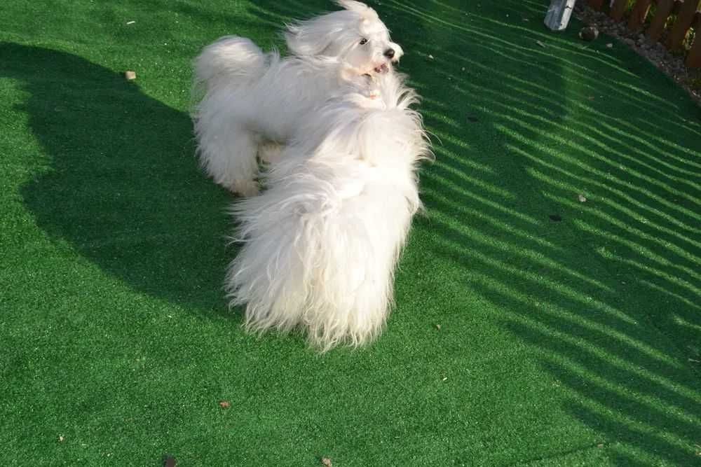 Coton de tulear Przepiękny piesek . Prawdziwy rodowód ZKwP (FCI)
