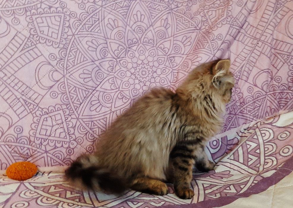 Британские длинношерстные котята