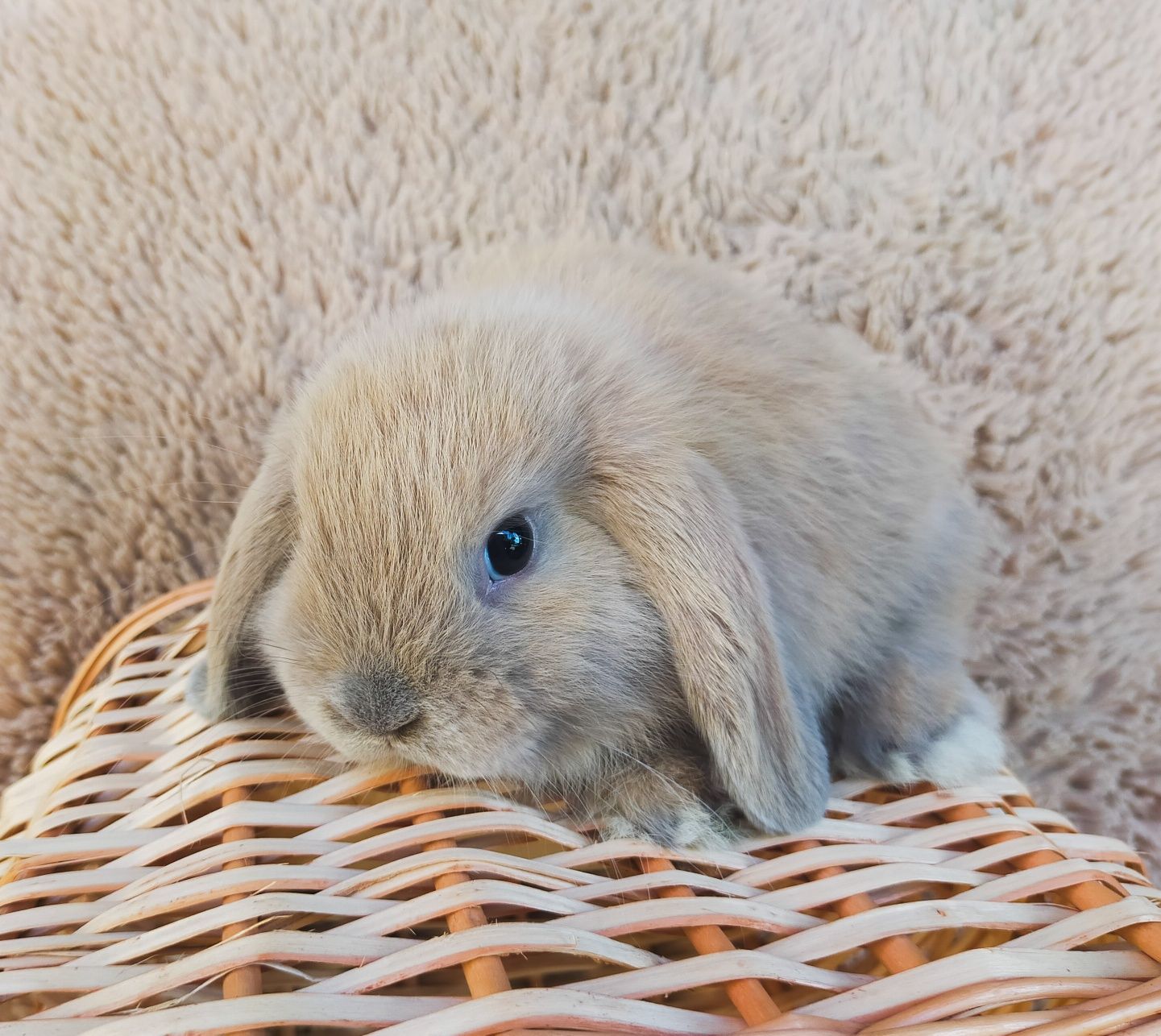 Królik mini lop młode