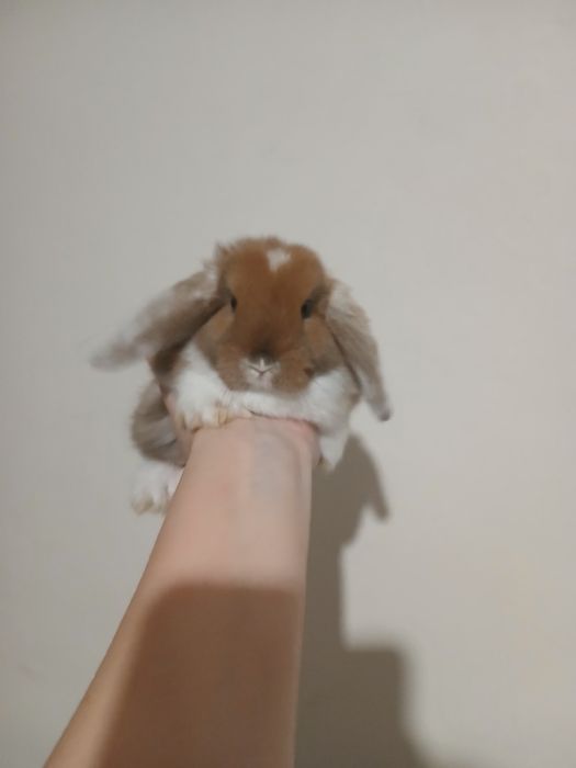 Декоративні кроленята