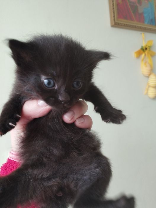 Маленькі пухнастики