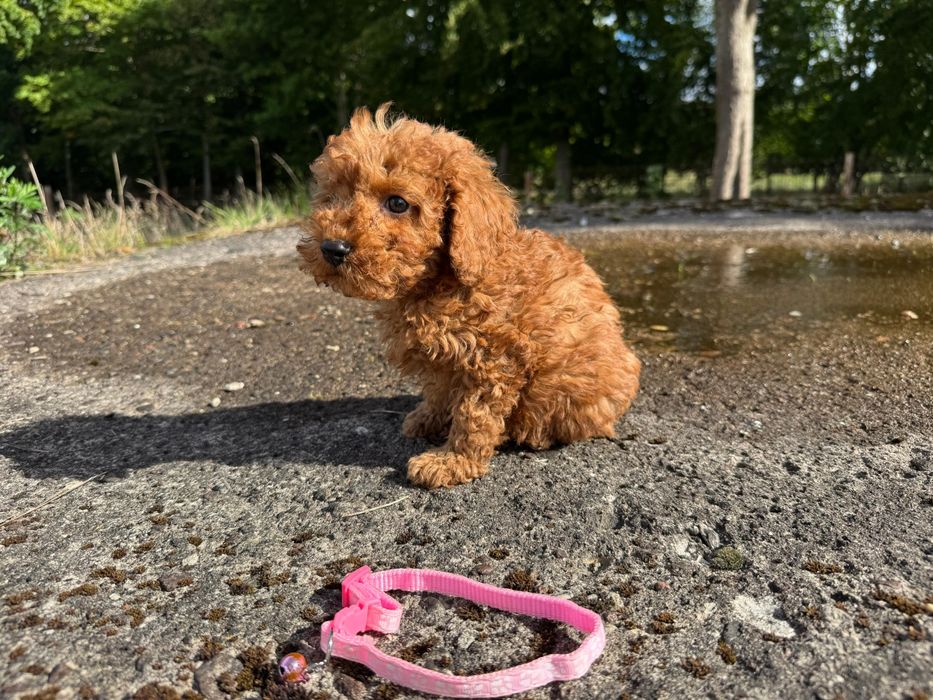 cavapoo szczeniak