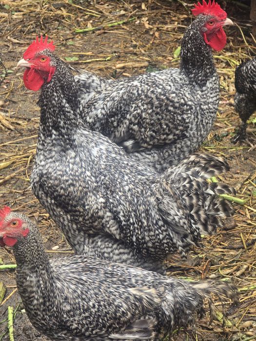 Vendo galos malines