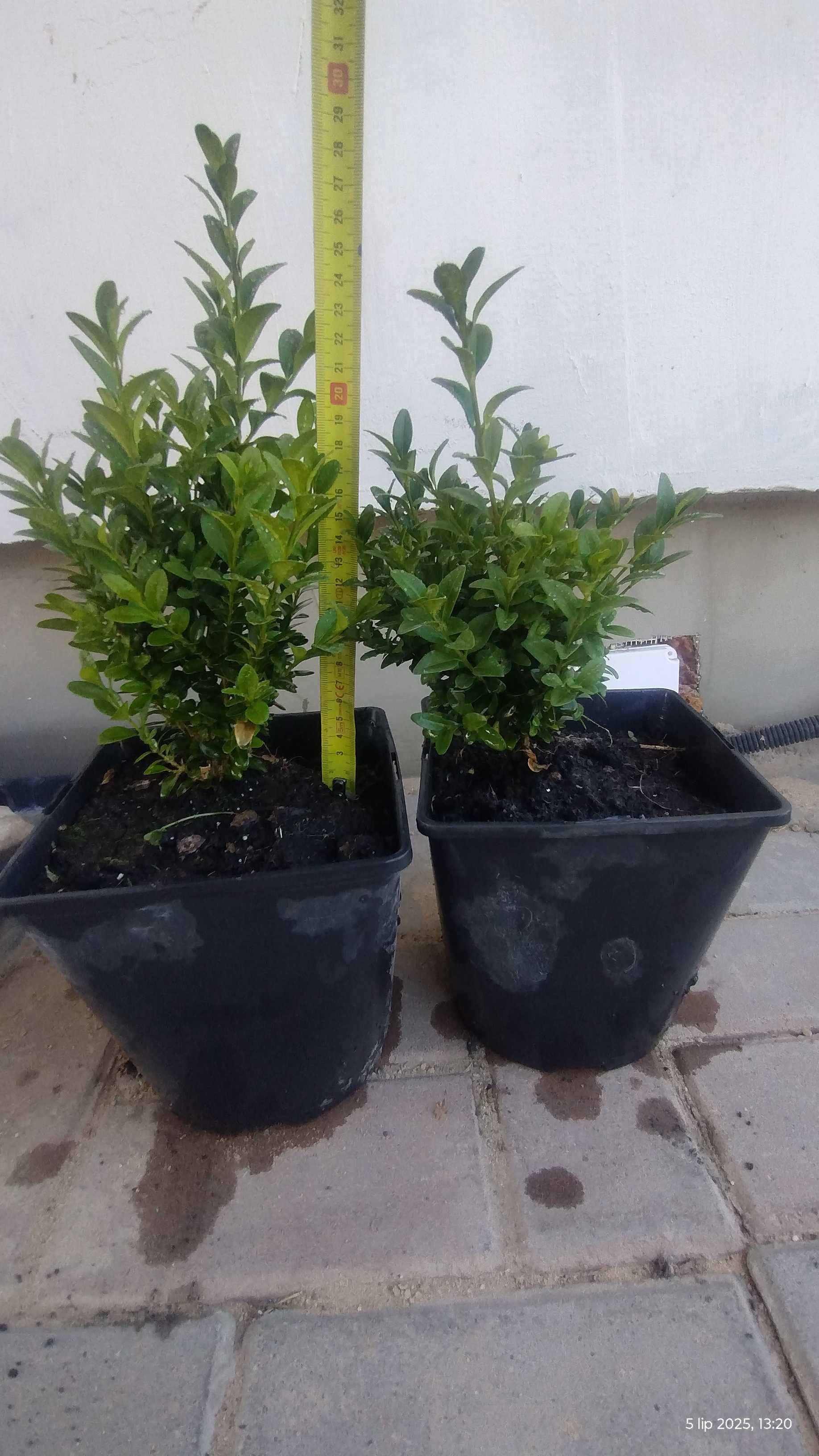 Bukszpan w doniczce, sadzonki bukszpanu 20-30cm