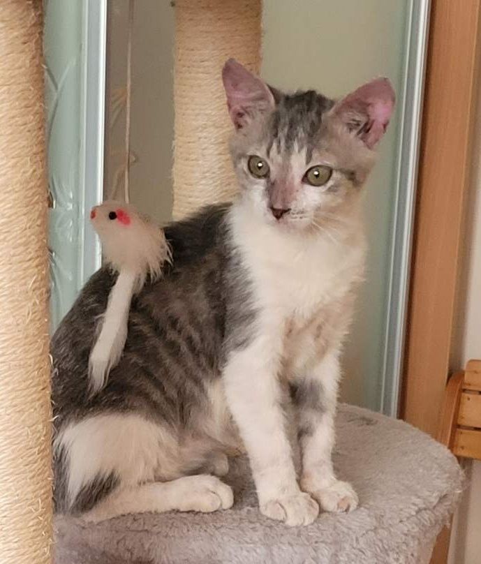 Кошеня кошенятко 2 міс.
