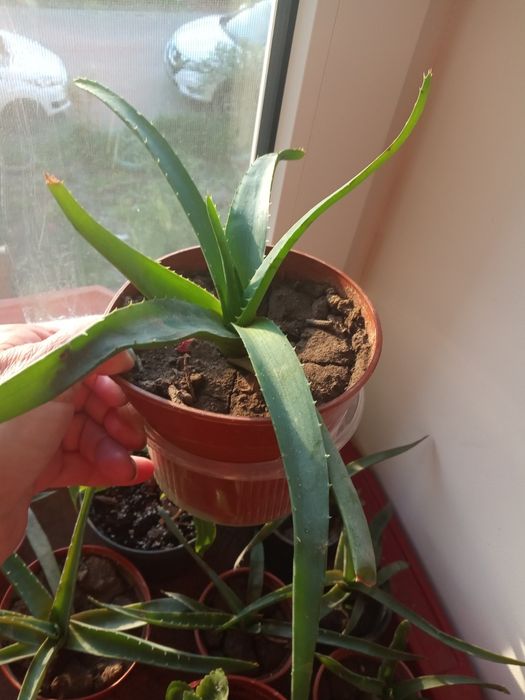 Алоэ Вера лечебное