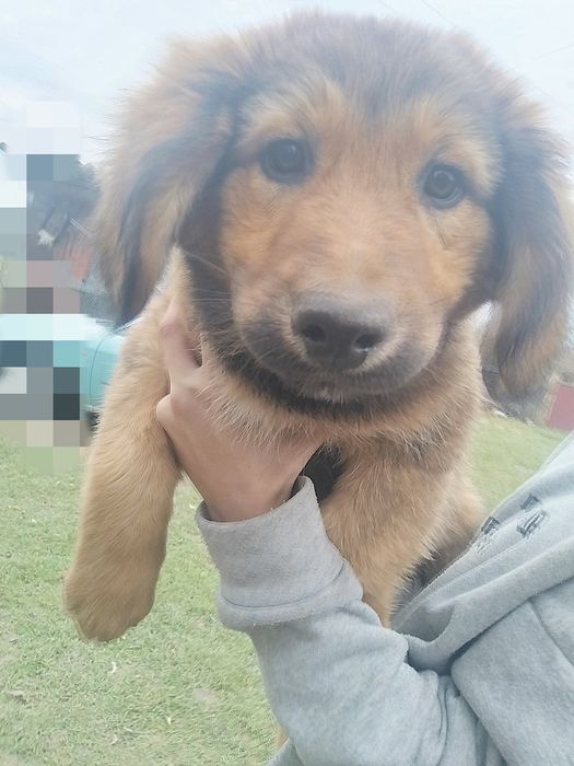 Віддам в добрі руки