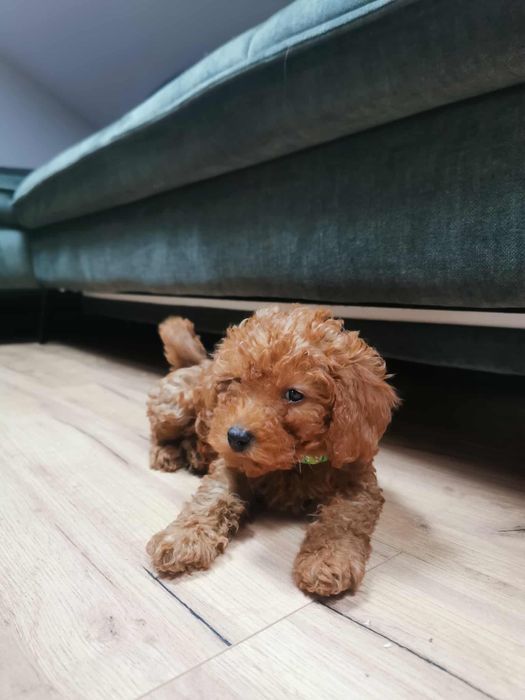 Suczka Pudel Miniatura - Brawurka