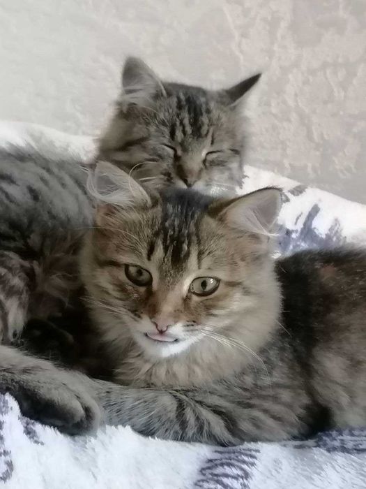 Стерилізована кішка з котеням віддаю в добрі руки