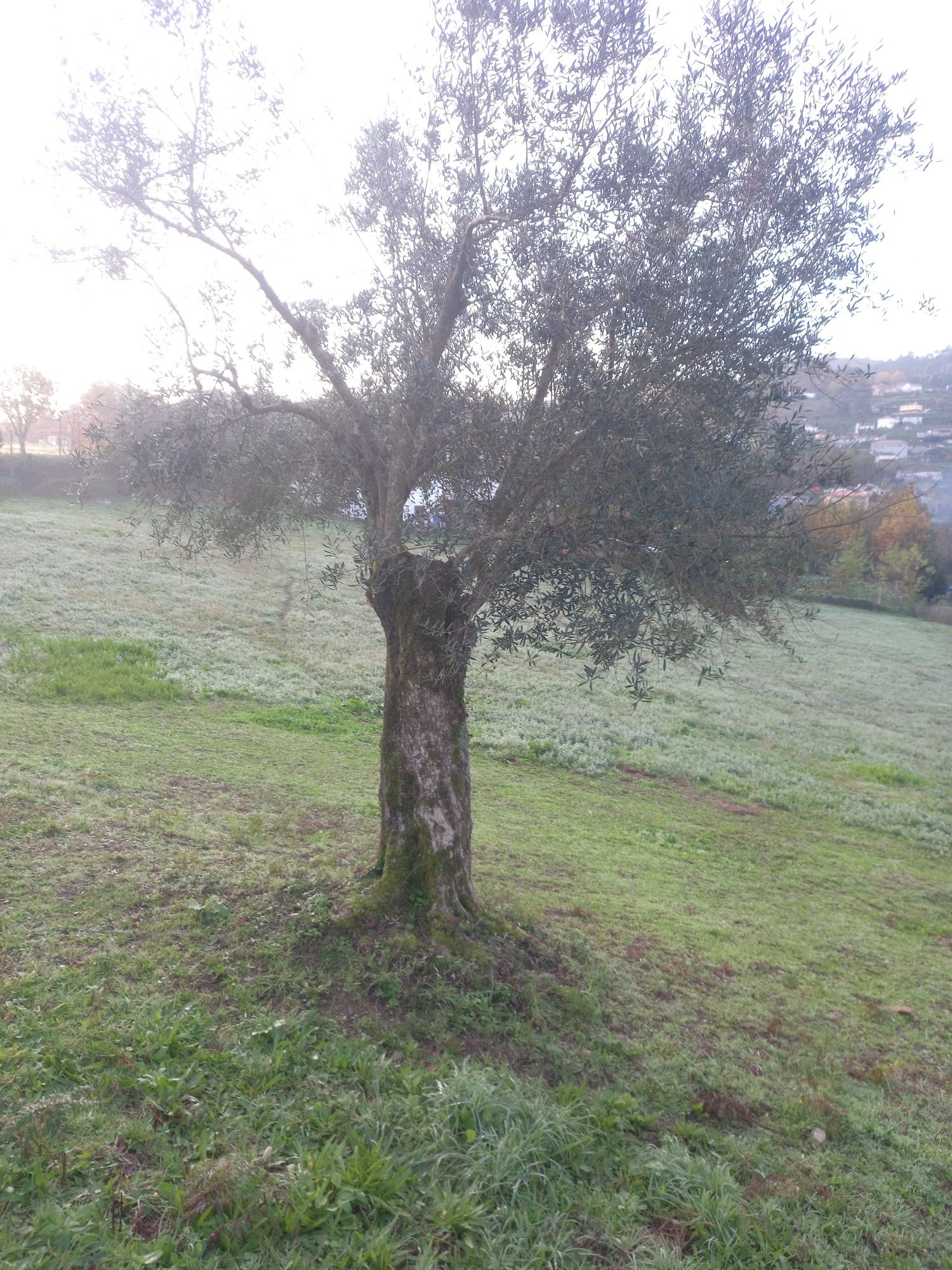 Oliveiras grande porte