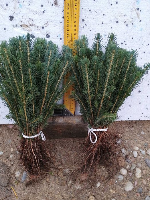 Sadzonki świerka srebrnego KAIBAB ,serbski, pospolity, choinki,wysyłka