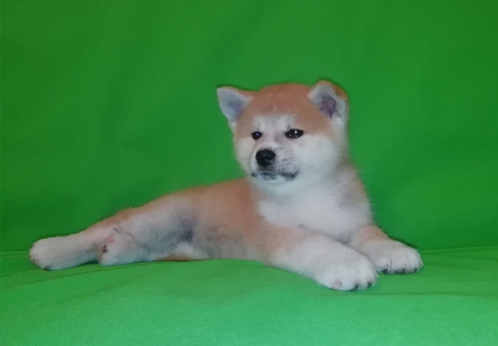 Акита ину. Верные и смелые.