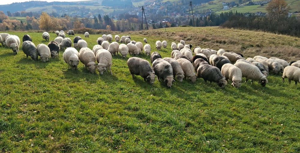 Sprzedam baraninę i jagniecine