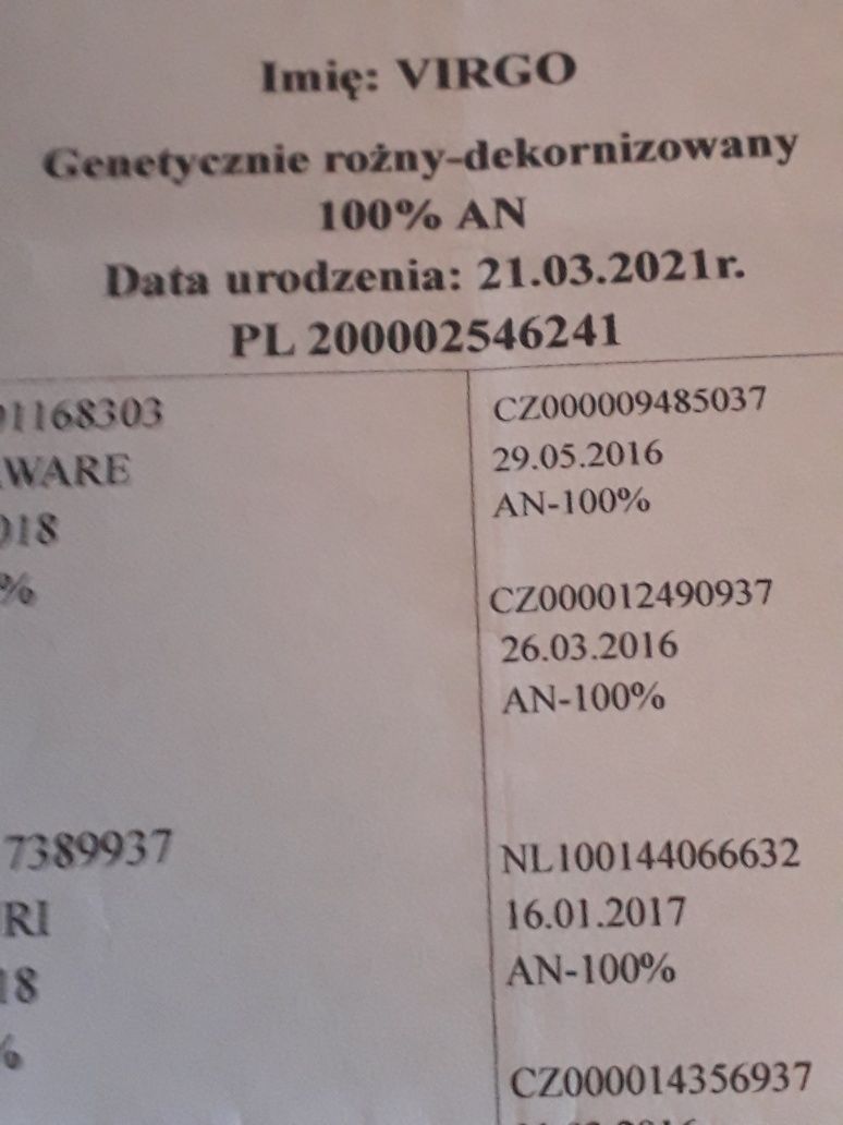 Sprzedam kozła Anglonubijskiego 100%