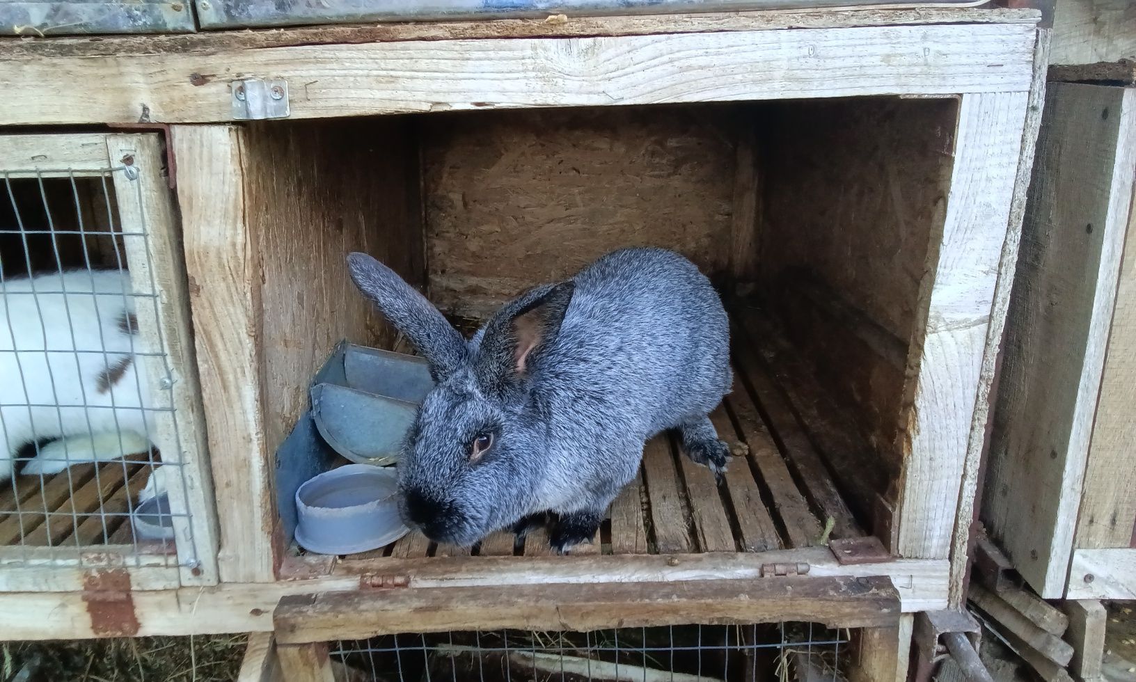 Кролик породи Полтавське срібло віком 11 місяців робочий