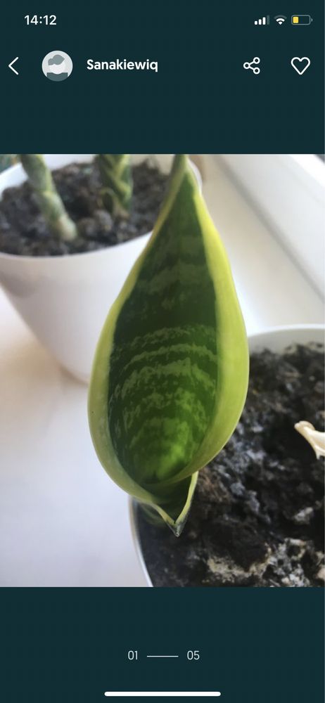 Sanseveria gwinejska