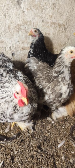 Kochin karzełek ,miniatura, miniaturowy.