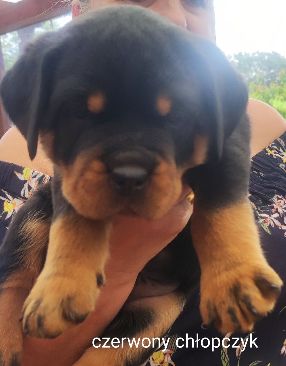 Rottweiler szczeniak do rezerwacji
