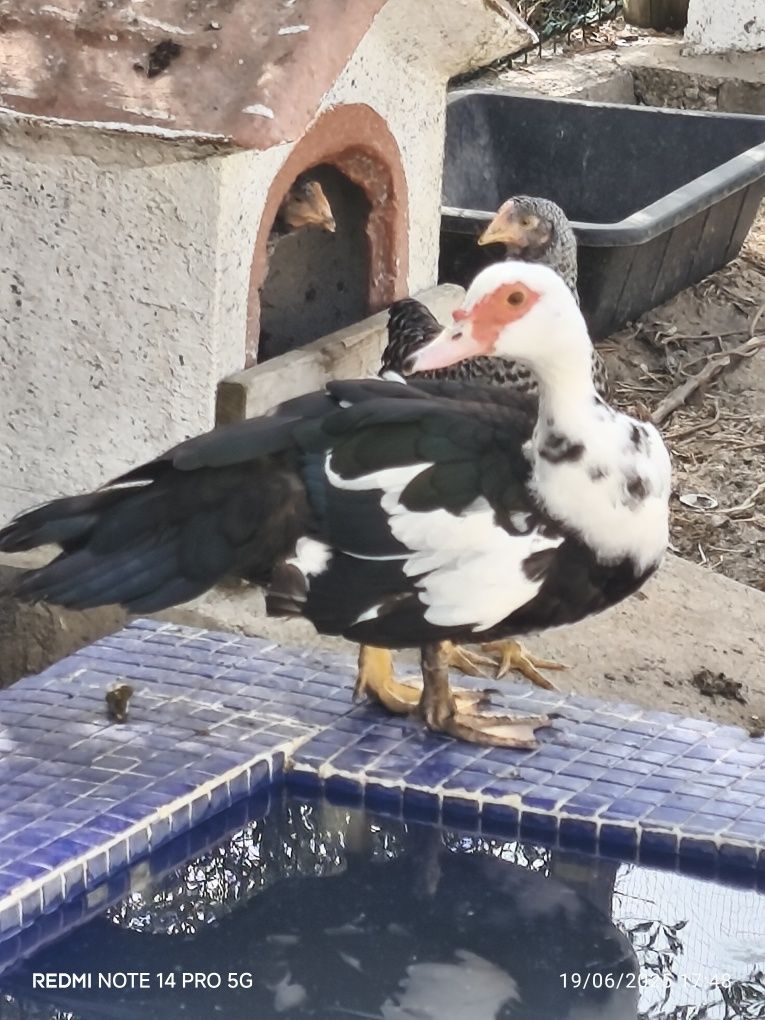 Patos adultos caseiros