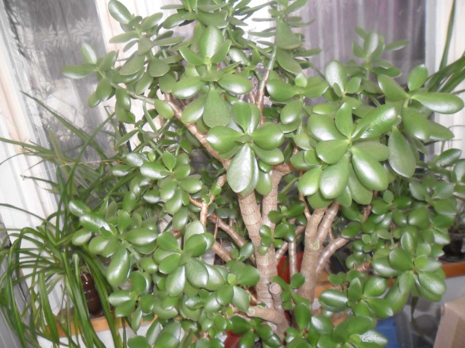 Кактусы и суккуленты для вашей коллекции.Возможен самовывоз.