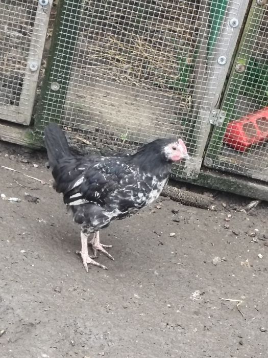 Kogutki mldoe mix oraz Włoszka lawendowa