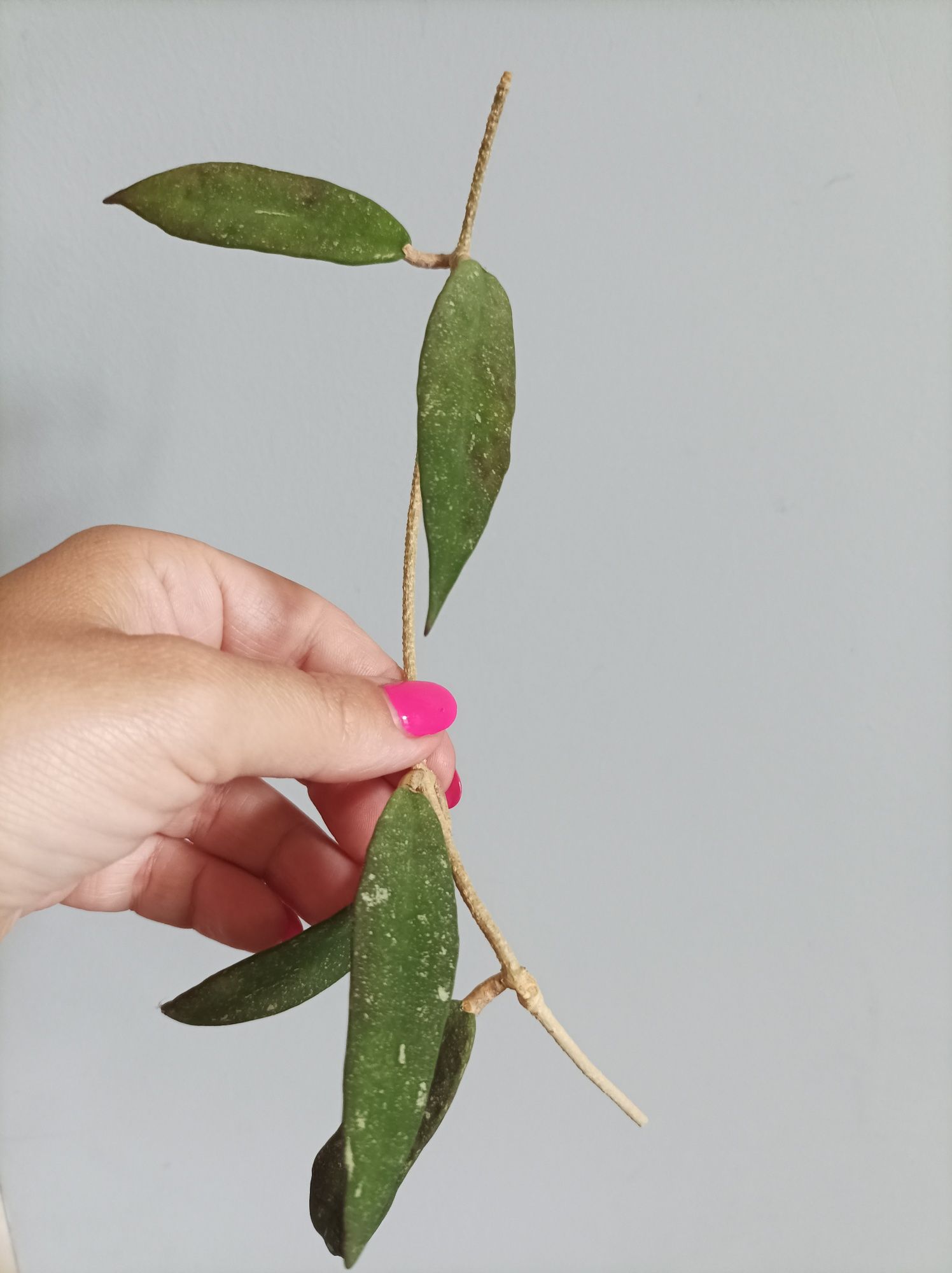 Hoya scortechinii ut001 pink