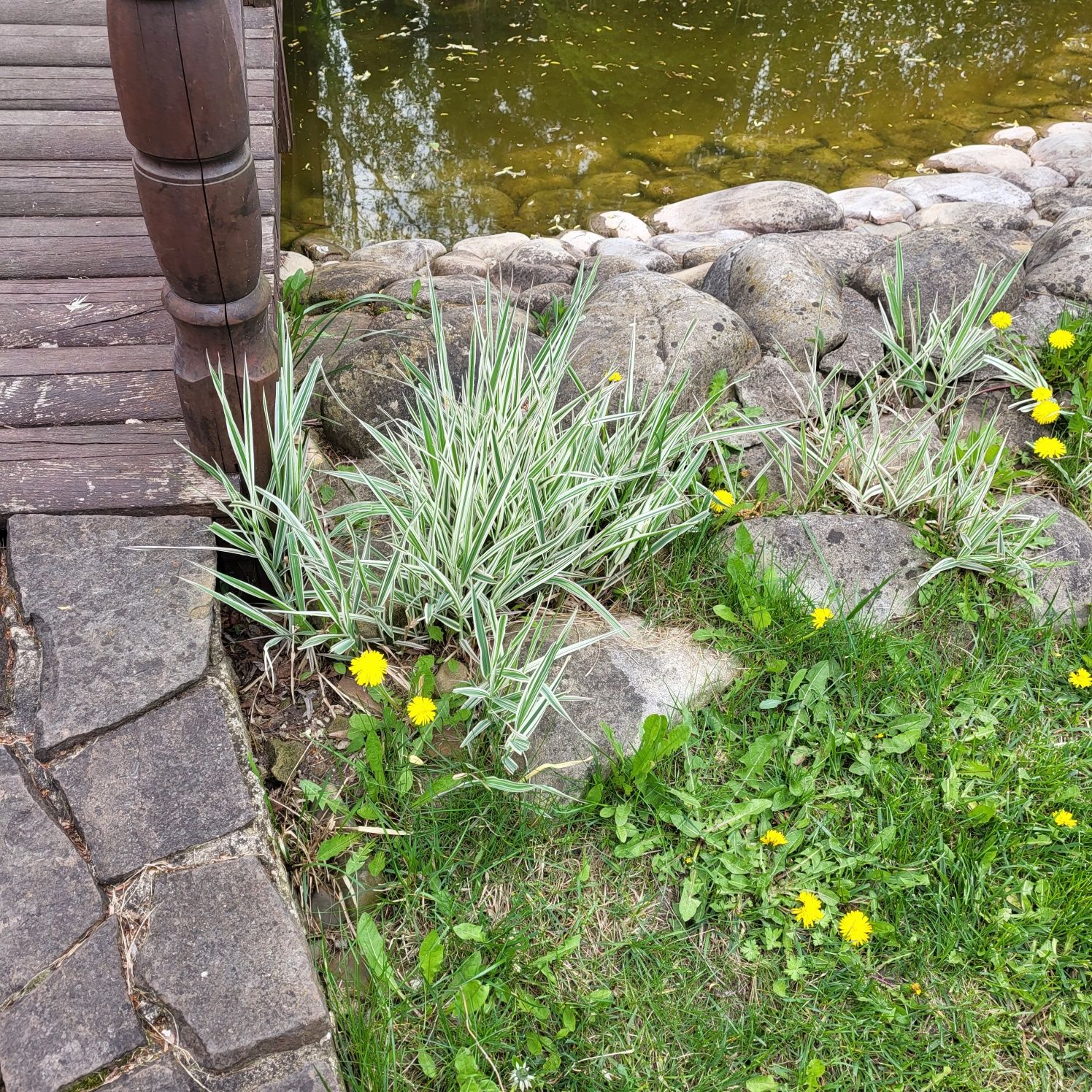 Рослини для ставка, водойми і біля водойми