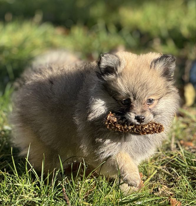 Pomeranian szpic miniaturowy szczeniak z rodowodem