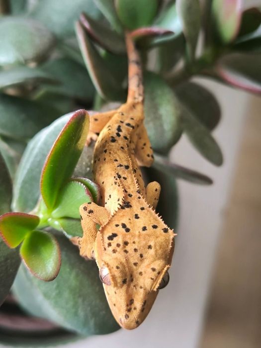 Młode gekony orzęsione